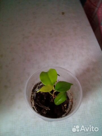Фикус Бенджамина,декабрист,лимон,алоэ лечебный