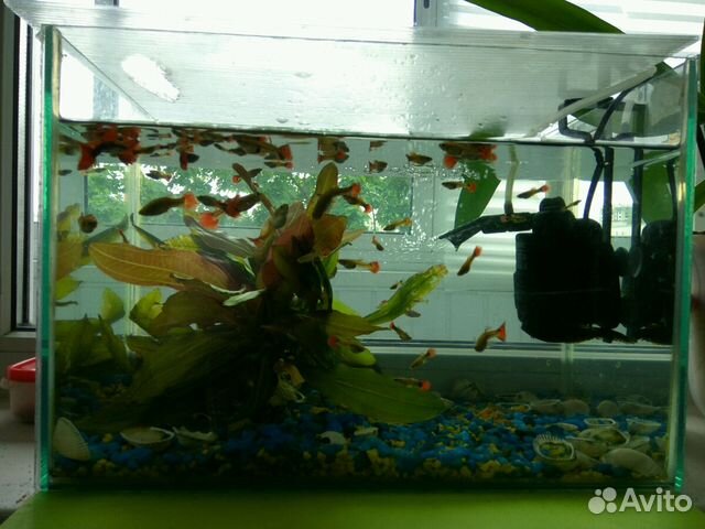 Аквариум с рыбками, растением,грунтом,внутренним ф купить на Зозу.ру - фотография № 1