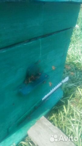 Продам пчелосемьи на высадку купить на Зозу.ру - фотография № 2