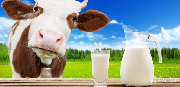Молоко коровье сырое охложденное купить на Зозу.ру - фотография № 1