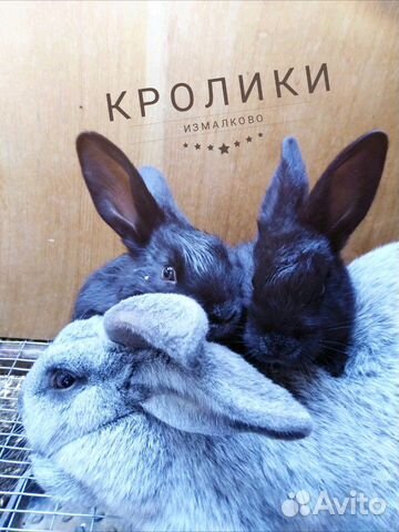 Продажа кроликов. порода серебро и французский бар купить на Зозу.ру - фотография № 6