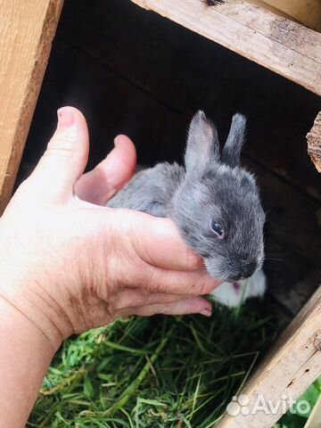 Кролики (1 месяц)