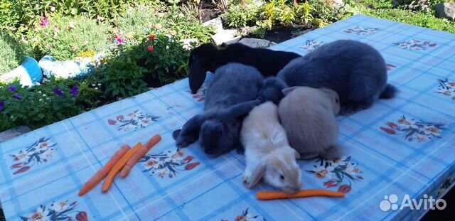 Кролики порода Французский баран купить на Зозу.ру - фотография № 1