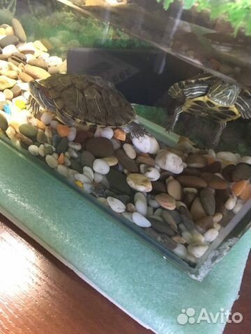 Акватеррариум с красноухими черепахами