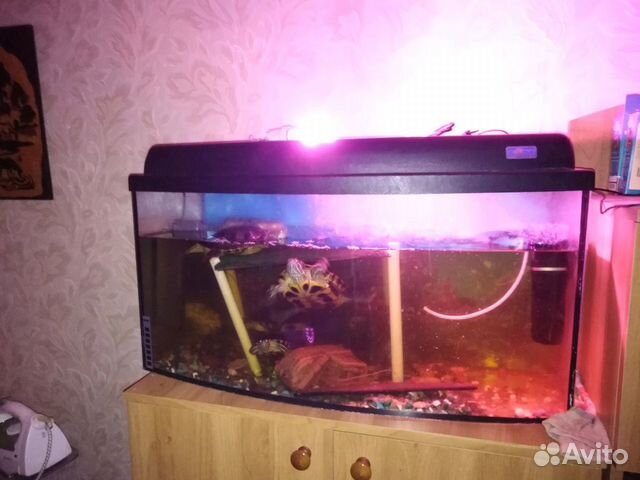 Продаю аквариум с черепахами купить на Зозу.ру - фотография № 1
