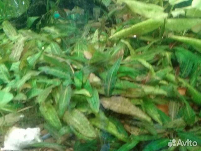 Продам траву для аквариума купить на Зозу.ру - фотография № 2