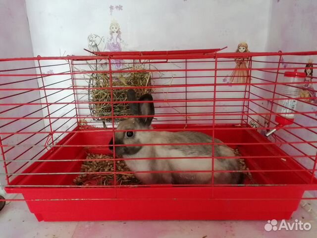 Продам клетку для кролика\морской свинки купить на Зозу.ру - фотография № 3