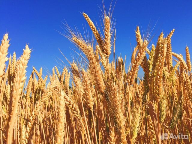 Зерно-пшеница, ячмень и кукуруза купить на Зозу.ру - фотография № 1