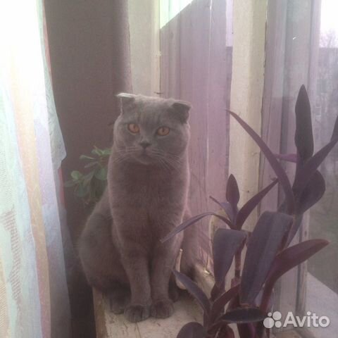 Кот на вязку