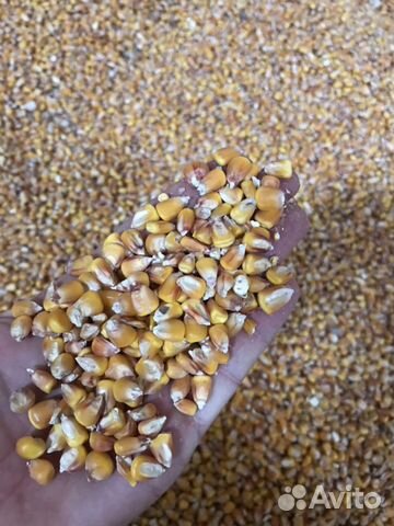 Кукуруза, Пшеница купить на Зозу.ру - фотография № 1