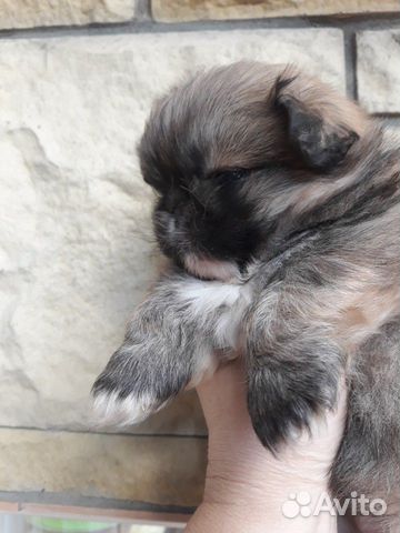 Малыш пекинес