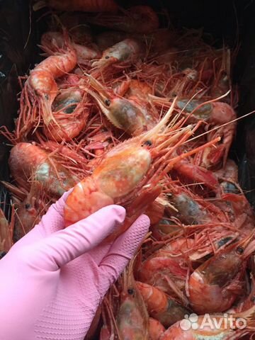 Креветка ботан или гребенчатая Креветка ботан или гребенчатая