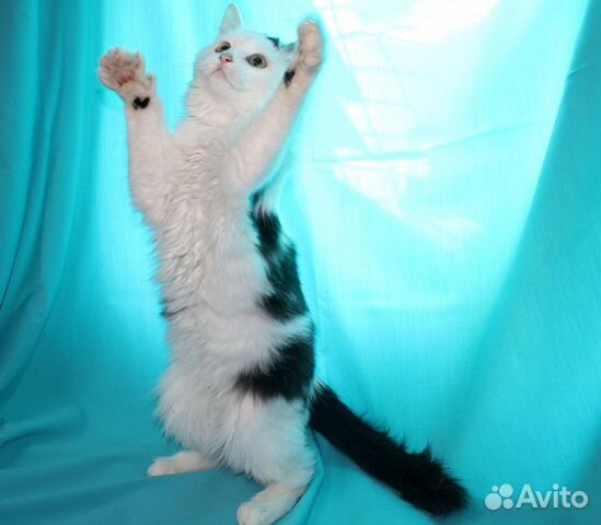 Котёнок Мальчик Сашенька
