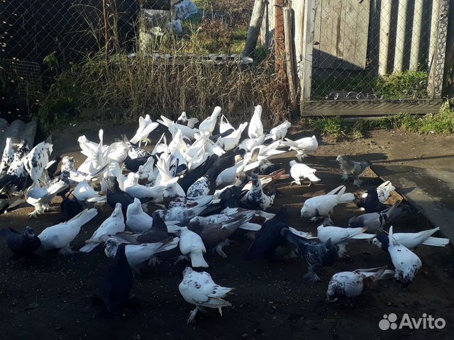 Андижанские голуби купить на Зозу.ру - фотография № 7
