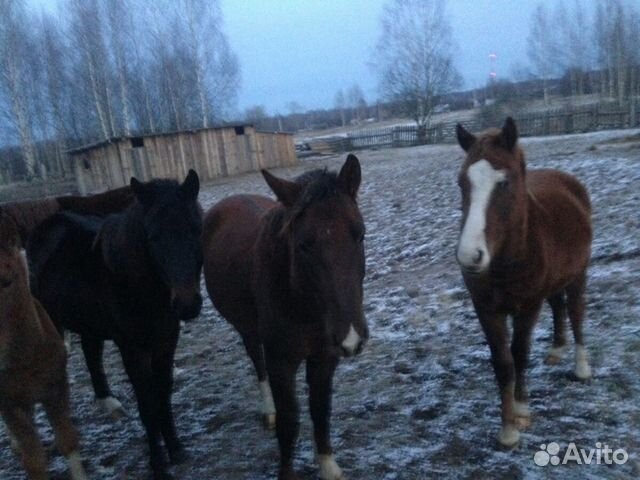 Лошадки купить на Зозу.ру - фотография № 1