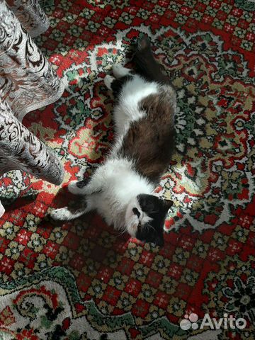 Потеряшка котик купить на Зозу.ру - фотография № 3