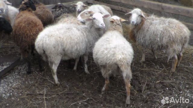 Продаю на развод котных овец купить на Зозу.ру - фотография № 3