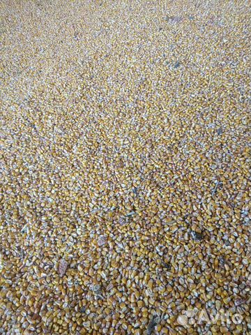 Ячмень кукуруза солома пшеничная купить на Зозу.ру - фотография № 4