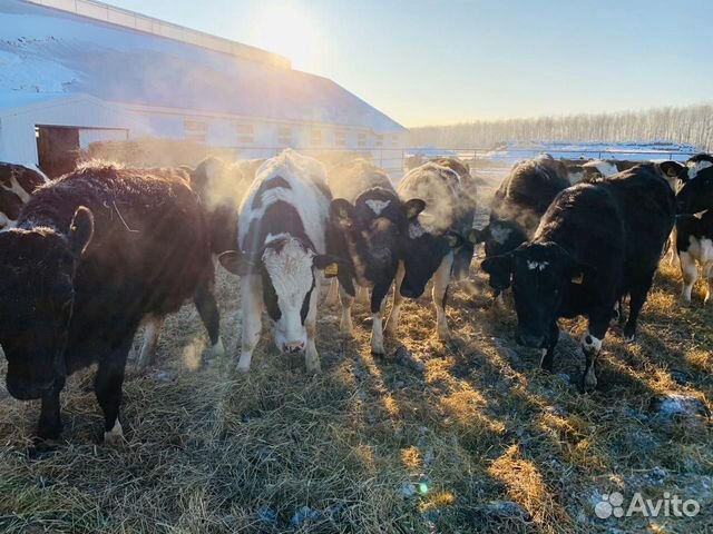 Нетели тёлки коровы купить на Зозу.ру - фотография № 3