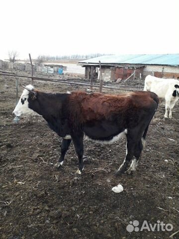 Коровы тельные купить на Зозу.ру - фотография № 2