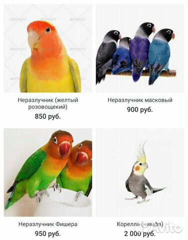 Продажа декоративной птицы купить на Зозу.ру - фотография № 3