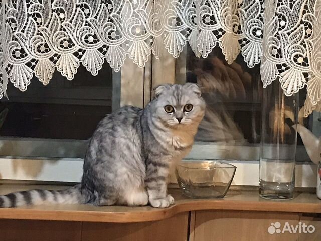 Ищем котика для вязки купить на Зозу.ру - фотография № 1