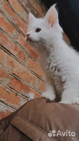 Кошка породы Мейн Кун купить на Зозу.ру - фотография № 3