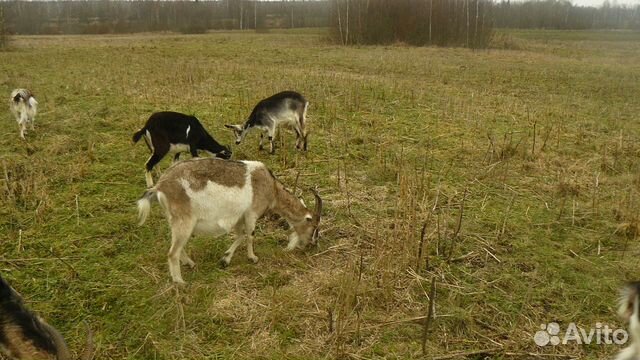 Две сукозные козы купить на Зозу.ру - фотография № 3