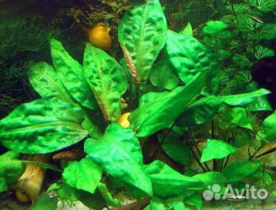Растения в аквариум купить на Зозу.ру - фотография № 3