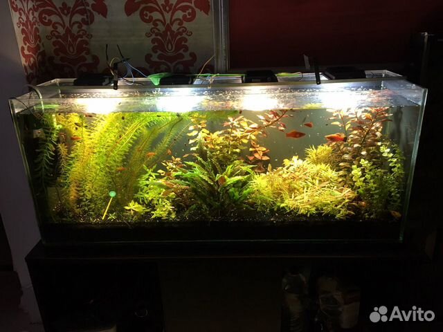 Продаю аквариумные растения купить на Зозу.ру - фотография № 2