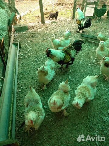 Яицо и суточные цыплята купить на Зозу.ру - фотография № 8