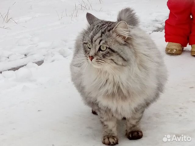 Сибирский кот - 6 лет купить на Зозу.ру - фотография № 1