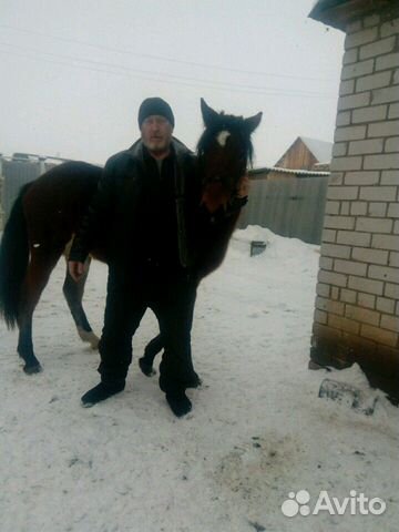 Лошадь возраст год и 10 месяцев купить на Зозу.ру - фотография № 1