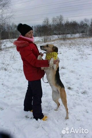 Собака Мия ищет дом купить на Зозу.ру - фотография № 2