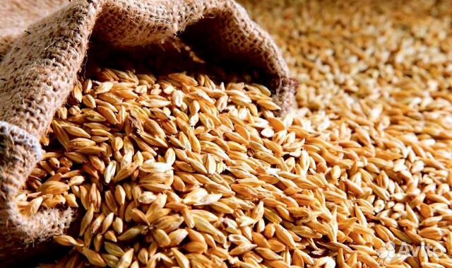 Зерно пшеница купить на Зозу.ру - фотография № 1