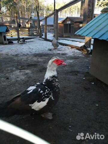 Селезни мускусной утки на племя купить на Зозу.ру - фотография № 2