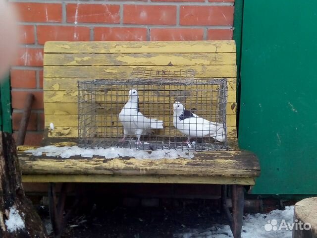 Домашние летне голуби купить на Зозу.ру - фотография № 5