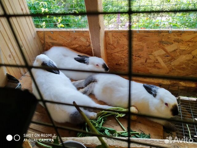 Кролики порода " Калифорниец" купить на Зозу.ру - фотография № 5