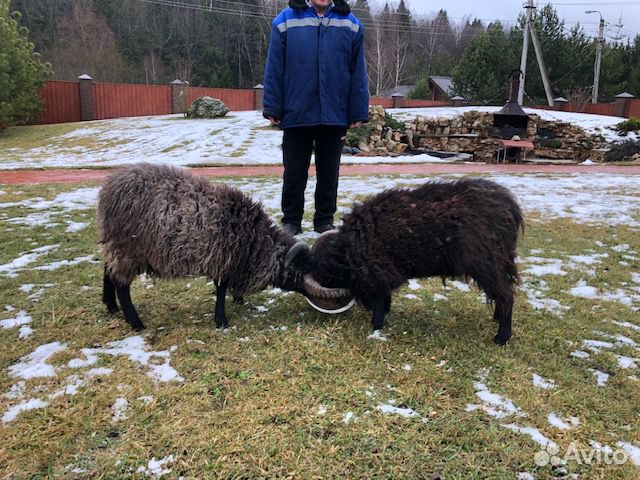 Мини баран, карликовая овца, франзузкая овечка купить на Зозу.ру - фотография № 3