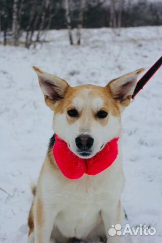 Отдам в хорошие руки, нежную собаку Эви