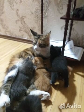 Котята породы Мейн-кун купить на Зозу.ру - фотография № 7