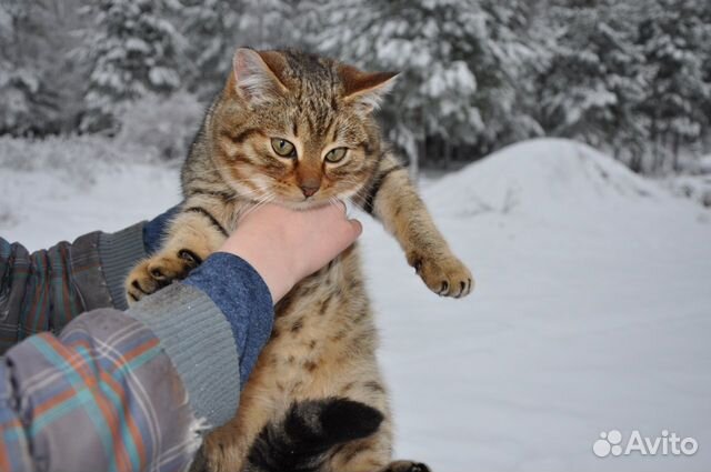 Продам котенка купить на Зозу.ру - фотография № 5