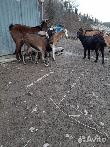 Козы и козлята купить на Зозу.ру - фотография № 9
