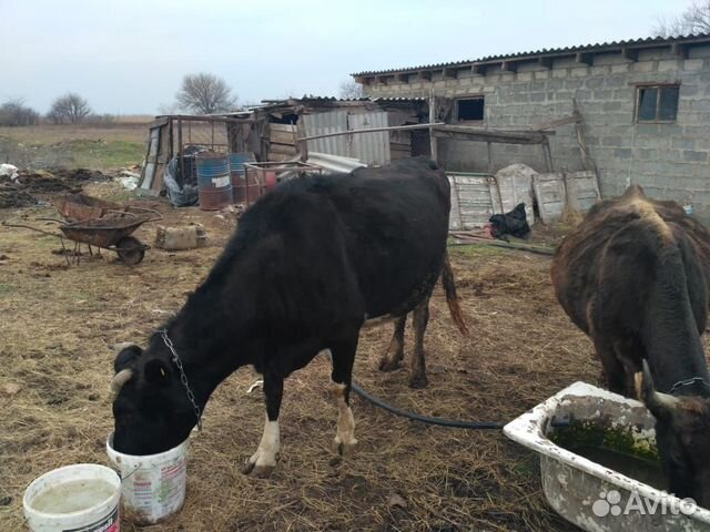 Продаю стельные коровы телки бычки купить на Зозу.ру - фотография № 2