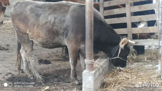 Коровы купить на Зозу.ру - фотография № 4