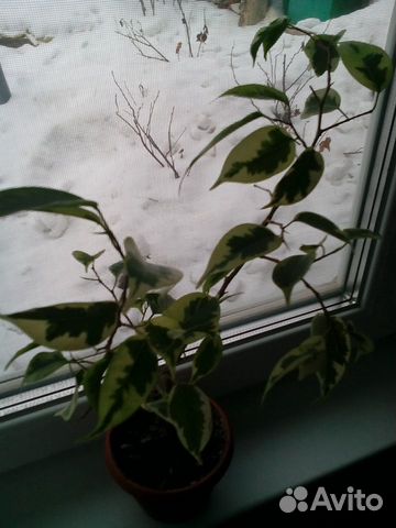 Цветы Цветы