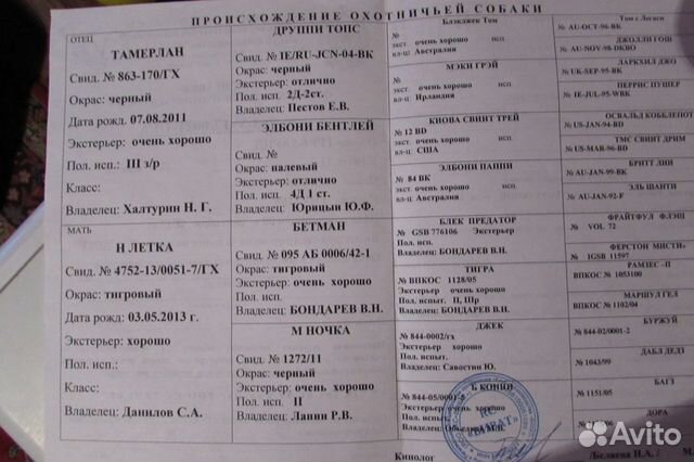 Продается кобель породы грейхаунд с документами купить на Зозу.ру - фотография № 3