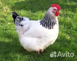 Цыплята мясо-яичные Адлеровские-Серебристые купить на Зозу.ру - фотография № 1
