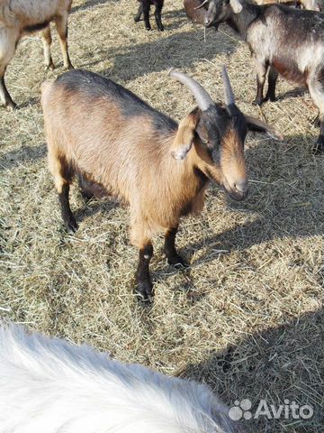 Чешские комолые козы, американцы рогатые купить на Зозу.ру - фотография № 7