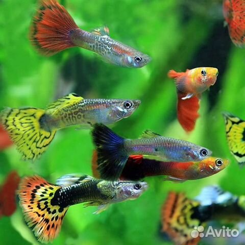 Рыбки, сомики большое разнообразие купить на Зозу.ру - фотография № 8